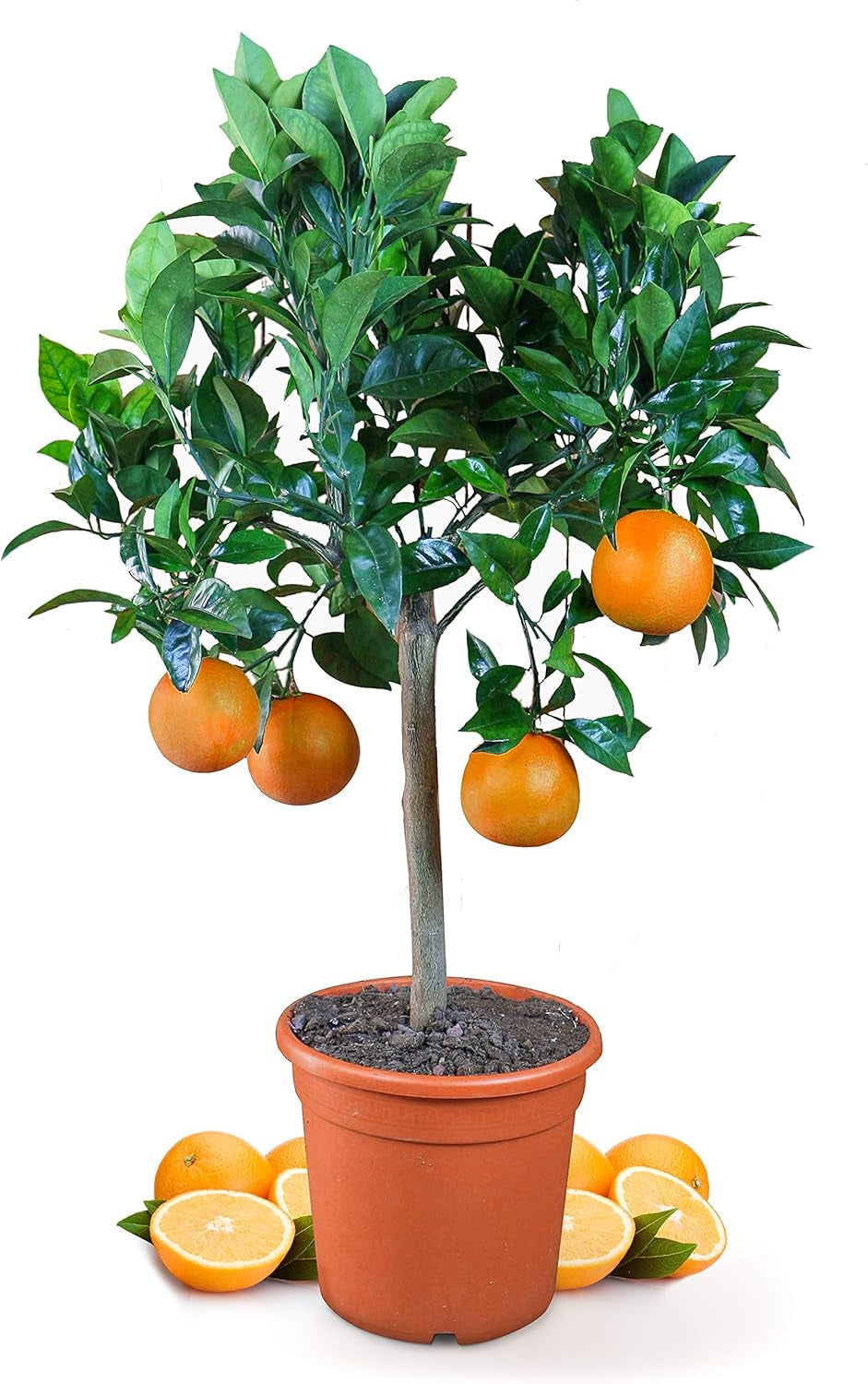Portocalul din Oranjeria Mea - portocal adevărat - plantă de citrice - Citrus sinensis - Portocal - portocal altoit de calitate pentru grădinari (Mezzo [M])