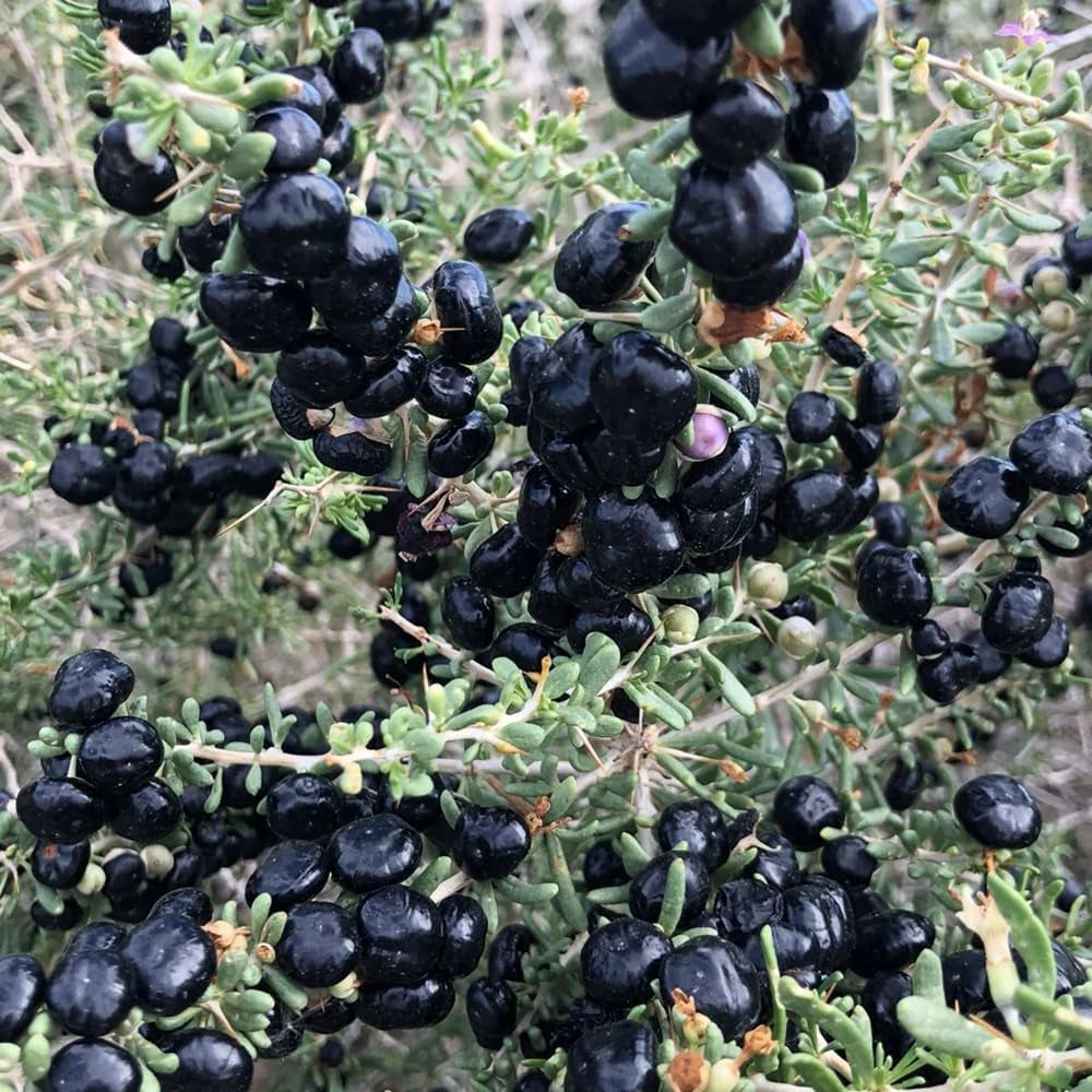 Schwarz Goji Beeren, Wildkräuter Wolfsbeere, Lycium Ruthenicum, Kräuterpflanzen Kräutersamen Exotische Kräutergarten Kräutergarten Seltene 150Samen