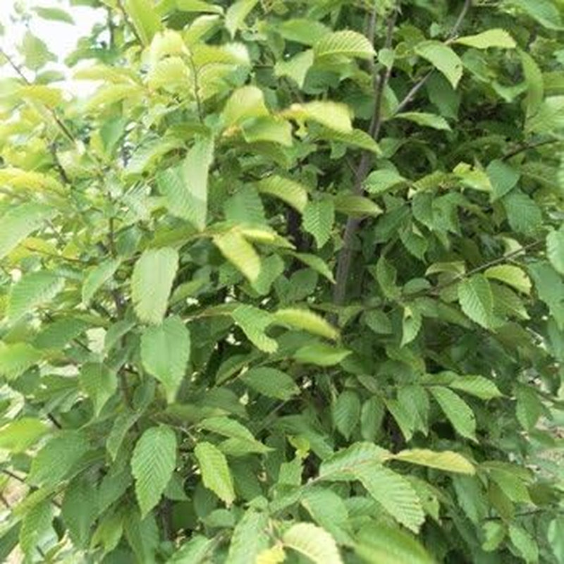 Carpinus Betulus 100–125 Cm – Winterhart, Mehrjährig, Pflegeleicht – Hainbuche/Weißbuche – Heckenpflanze Für Garten & Sichtschutz