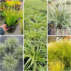 Carex Oshimensis Evergold Grünpflanzen Bodendecker Schattenpflanzen Garten Immergrüne Sträucher Winterhart Steingartenpflanzen Herbst Deko Sträucher Für Den Garten Gartenpflanzen Für 300Samen