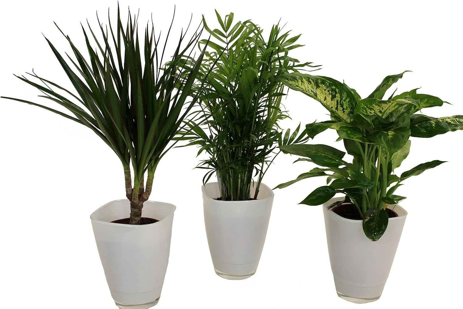 Dominik Blumen Und Pflanzen, Zimmerpflanzen Set Aus 1X Diefenbachie, 1X Zimmerpalme Und 1X Drachenbaum (Dracaena Marginata), 10-12 Cm Topf