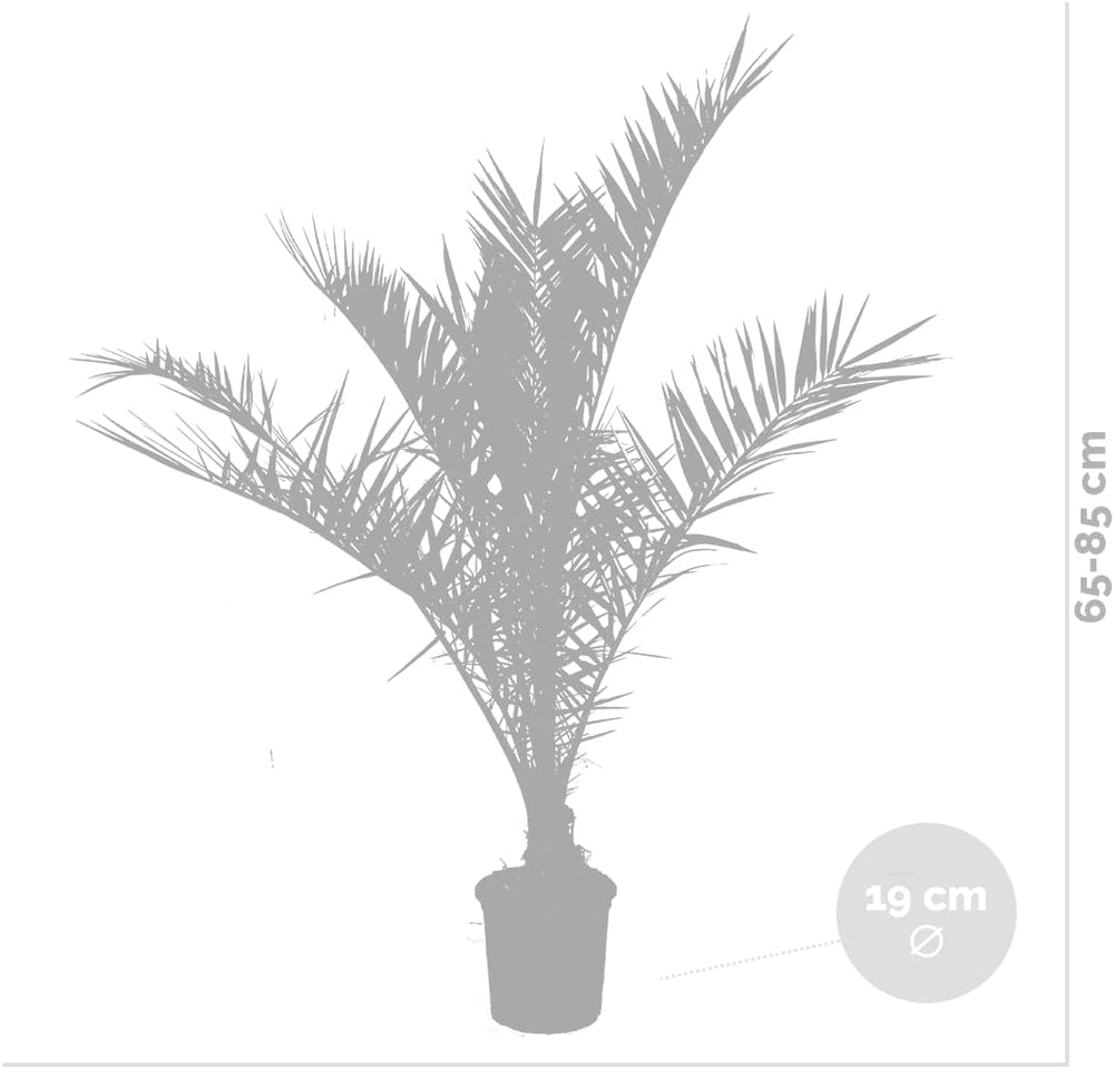 Bloomique - 2Er Set - Phoenix Canariensis - Kanarische Dattelpalme - Palme - Balkonpflanzen Winterhart - Höhe 80-100 Cm - Topf 19 Cm