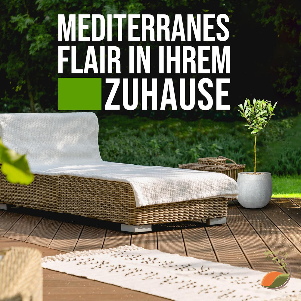 Tropictrees - Laurus Nobilis – Echter Lorbeerbaum Ca. 100 Cm Hoch Inkl. Topf – Winterhart & Immergrün – Mediterrane Kübelpflanze Für Garten, Terrasse & Balkon – Pflegeleicht & Duftet Aromatisch
