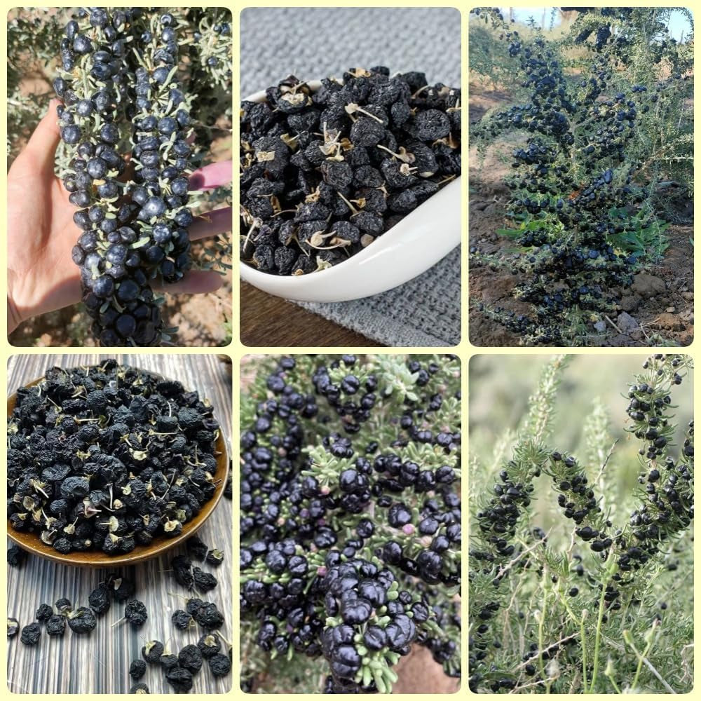 Schwarz Goji Beeren, Garten Geschenk, Pflanzensamen Wolfsbeere, Lycium Ruthenicum, Bodendecker Gartenkräuter Goji Beeren Winterhart Garten 250Samen