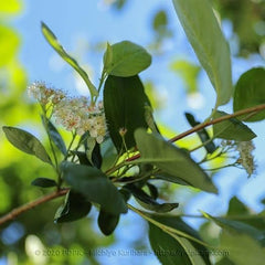 Aronia Melanocarpa Schwarz Obstpflanze Auf Topf Von 20 - Baum Max. 100-120 Cm - 2 Jahre