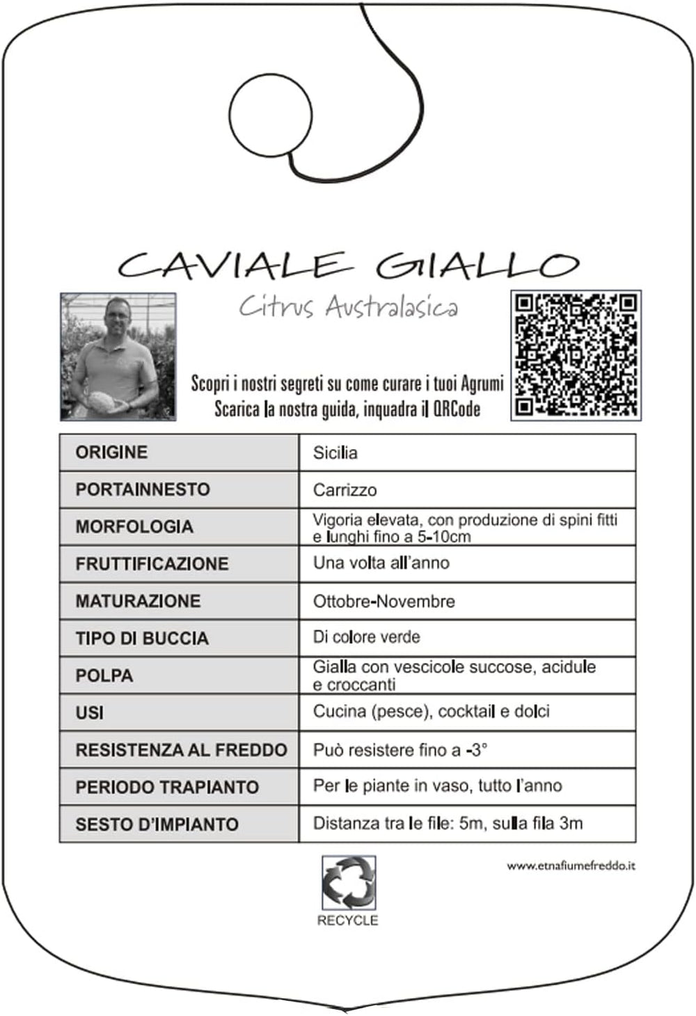 SAVINI VIVAI Zitronenpflanze, Gelber Kaviar, Zitrusbaum, Fingerlimette, Zitronensetzling Im Topf, 20 Cm, Höhe 50–70 Cm, 2 Jahre Veredelung, Hergestellt in Italien
