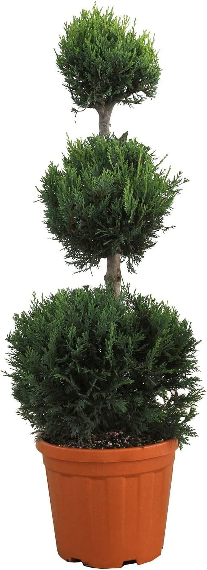KENTIS - Cupressocyparis Leylandii - Drei Ball Zypressen - Echte Winterharte Pflanzen Für Garten - H 90-110 Cm Topf Ø 24 Cm