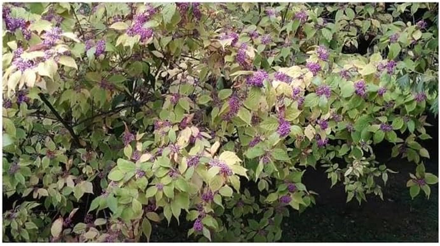 Stk - 10X Callicarpa Japonica Leucocarpa Japanische Schönfrucht Pflanzen - Samen B198 -
