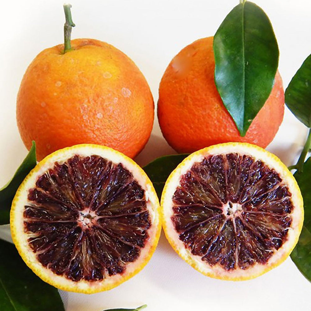 SAVINI VIVAI Orangenpflanze, Dunkeloranger Zitrusbaum Im 20 Cm Topf, Höhe 70 Cm, 2-3 Jahre Veredelung, Hergestellt in Italien