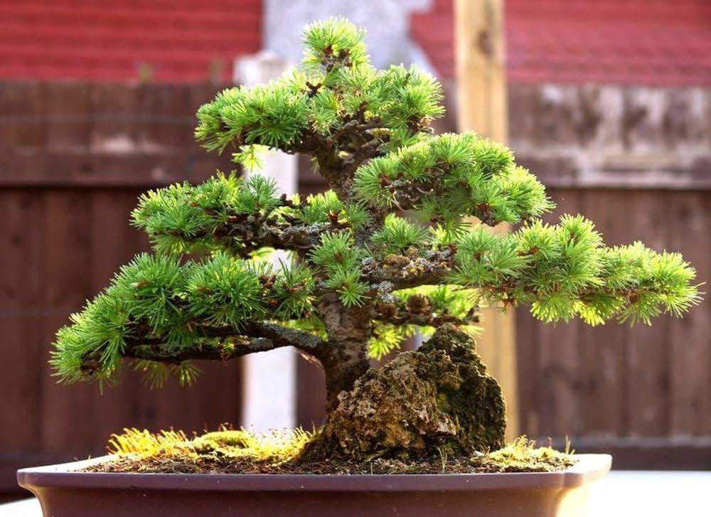 SAFLAX - Bonsai - Europäische Lärche - 75 Samen - Mit Keimfreiem Anzuchtsubstrat - Larix Decidua