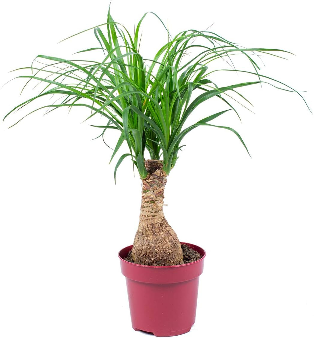 Bloomique - Beaucarnea Recurvata - Elefantenfuß - Zimmerpflanzen - Luftreinigend - Tierfreundlich - Pflegeleicht - 70-90 Cm Hoch - Topf 24 Cm