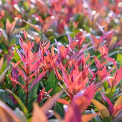 Glanzmispel Red Robin - Balkonpflanzen Outdoor Exotische Blühende Sträucher Winterhart Hecken Sträucher Garten Schnell Wachsende Sträucher Gartendeko Für Draußen Bodendecker Bio 700Samen