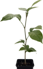 1 Eiscremebohne | Aus Samen Gezogen Im 9Cm Topf | Inga Edulis | Selten in Der EU | Südamerika | Affenschwanz-Inga | Joaquiniquil | Cuaniquil | Guama | Guaba | Zimmerpflanze