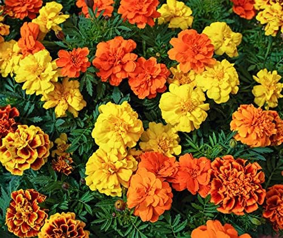 La Verde GRĂDINA MEA ȘI EU. Tagetes Bonita Mix semințe de flori pentru aprox. 100 de plante, gălbenele cu înflorire lungă, flori duble, semințe non-OMG