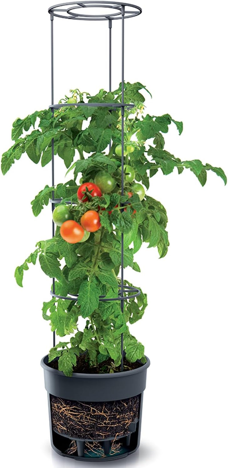 Ghiveci pentru răsaduri de roșii Prosperplast cu spalier – Jardinieră din plastic robust | Antracit | Rezistent la intemperii și UV | 29,5 x 115,2 cm | Ideal pentru grădină și terasă