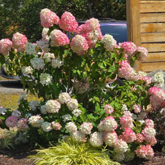 Rispenhortensie, Rispenhortensien Balkonblumen Schnittblumen Hortensien Wildblumen Exotische Blumenbeet Bodendecker Blumensamen Mehrjährig Winterhart Kletterpflanzen 25Samen