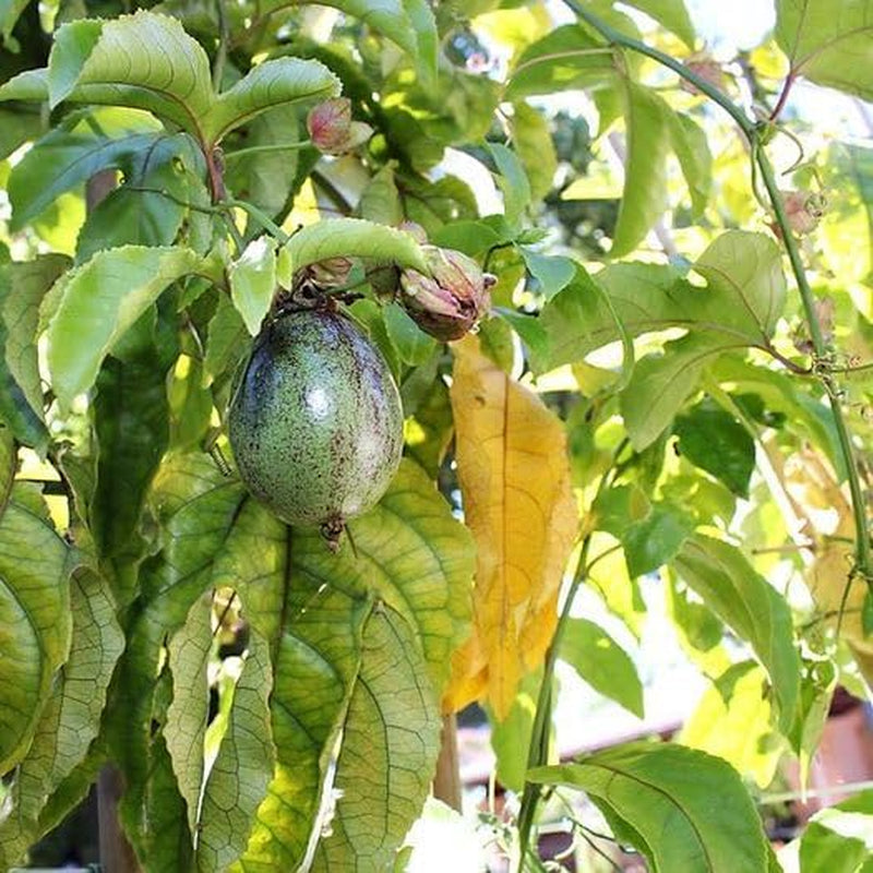Passionsblume Edulis Spalier - Obstpflanze Alte Frucht Auf Blumentopf 26 Baum Max 200 Cm – 4 Jahre Anbau Italien