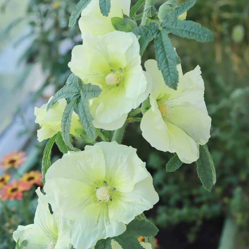 Stockrosen - Balkon Deko Mehrjährig Winterhart Garten 550Samen