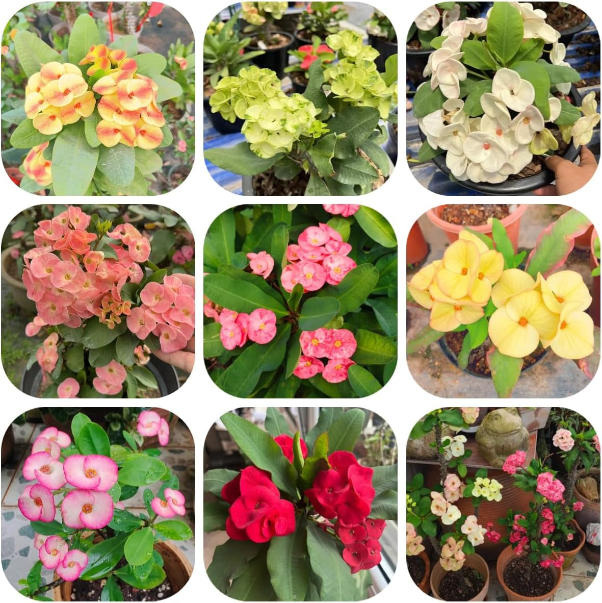 Christusdornsamen, Mehrjährige Winterhart, Balkon Hochbeet Garten Bio 90Pcs