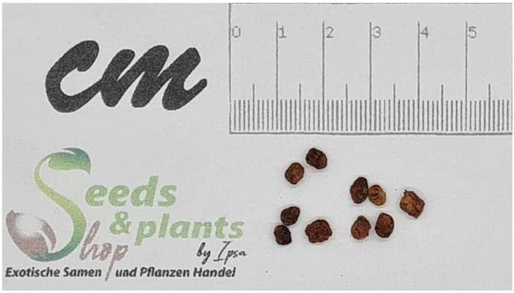 Stk - 10X Rhus Glauca Blaue Kuni-Rhus Strauch Garten Pflanzen - Samen ID1549 -