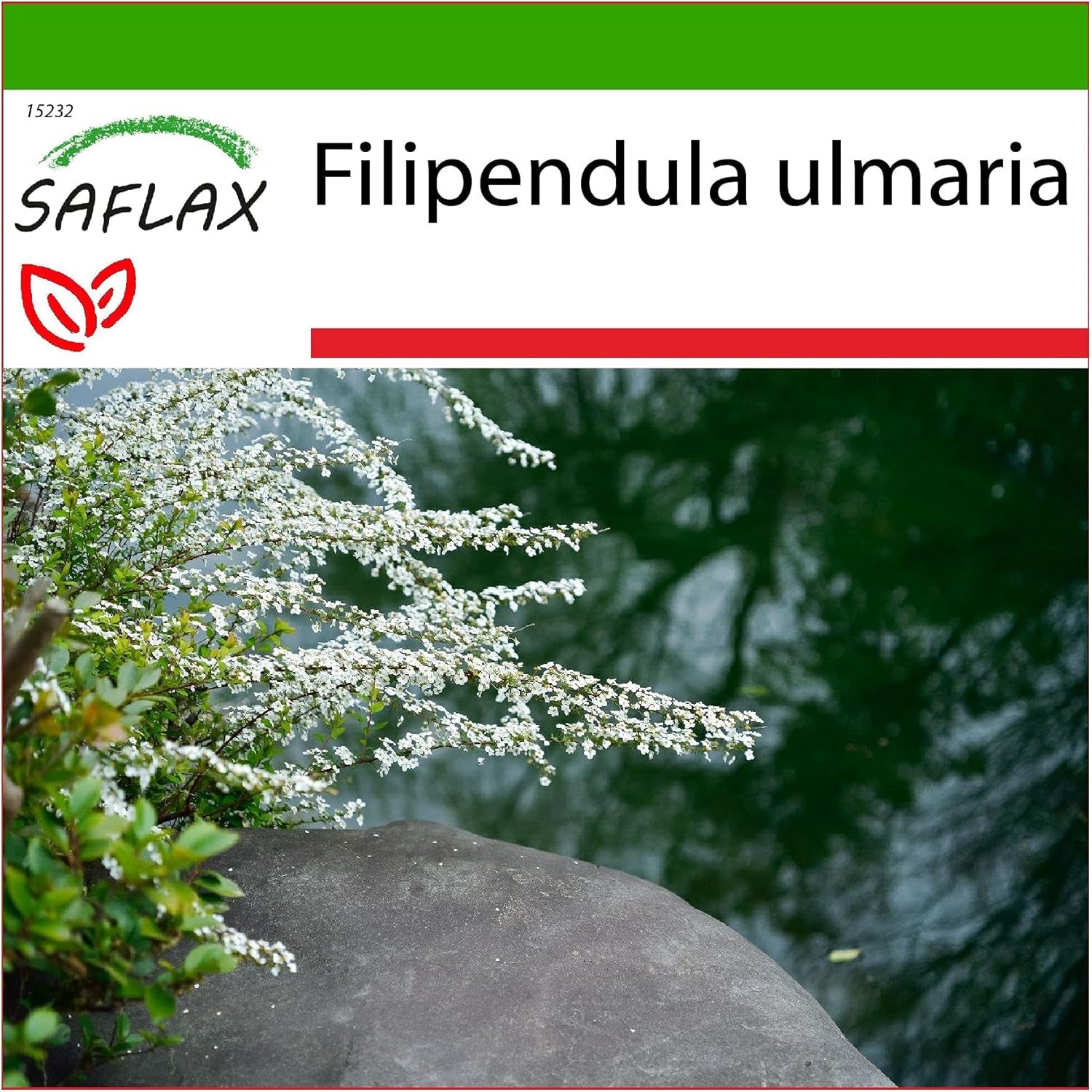 SAFLAX - Heilpflanzen - Echtes Mädesüß - 500 Samen - Mit Keimfreiem Anzuchtsubstrat - Filipendula Ulmaria