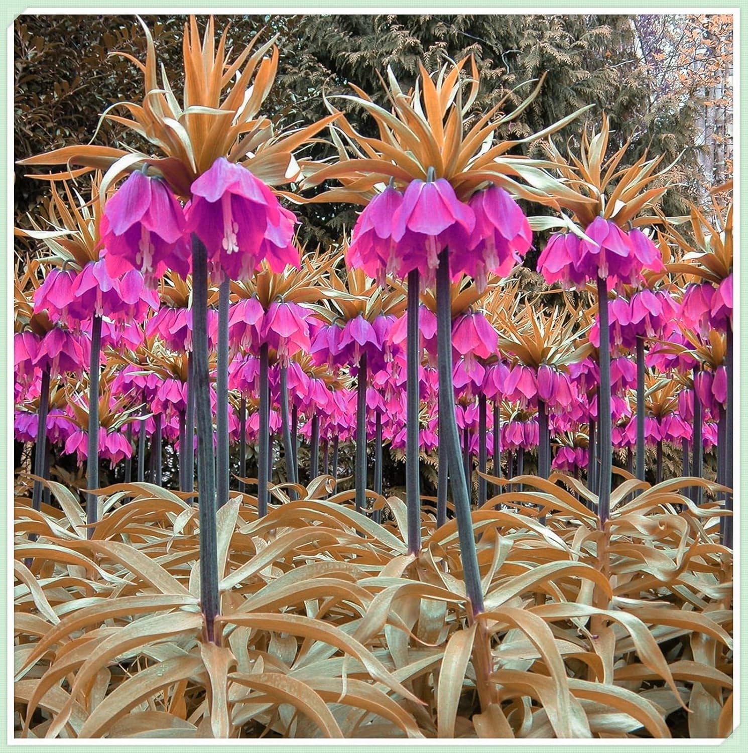 Amestec de bulbi de flori, Bec magic misterios, Plantare rezistentă, Bulb de flori perene rezistent la iarnă, Bulbi rezistenți - 3 bulbi de orhidee