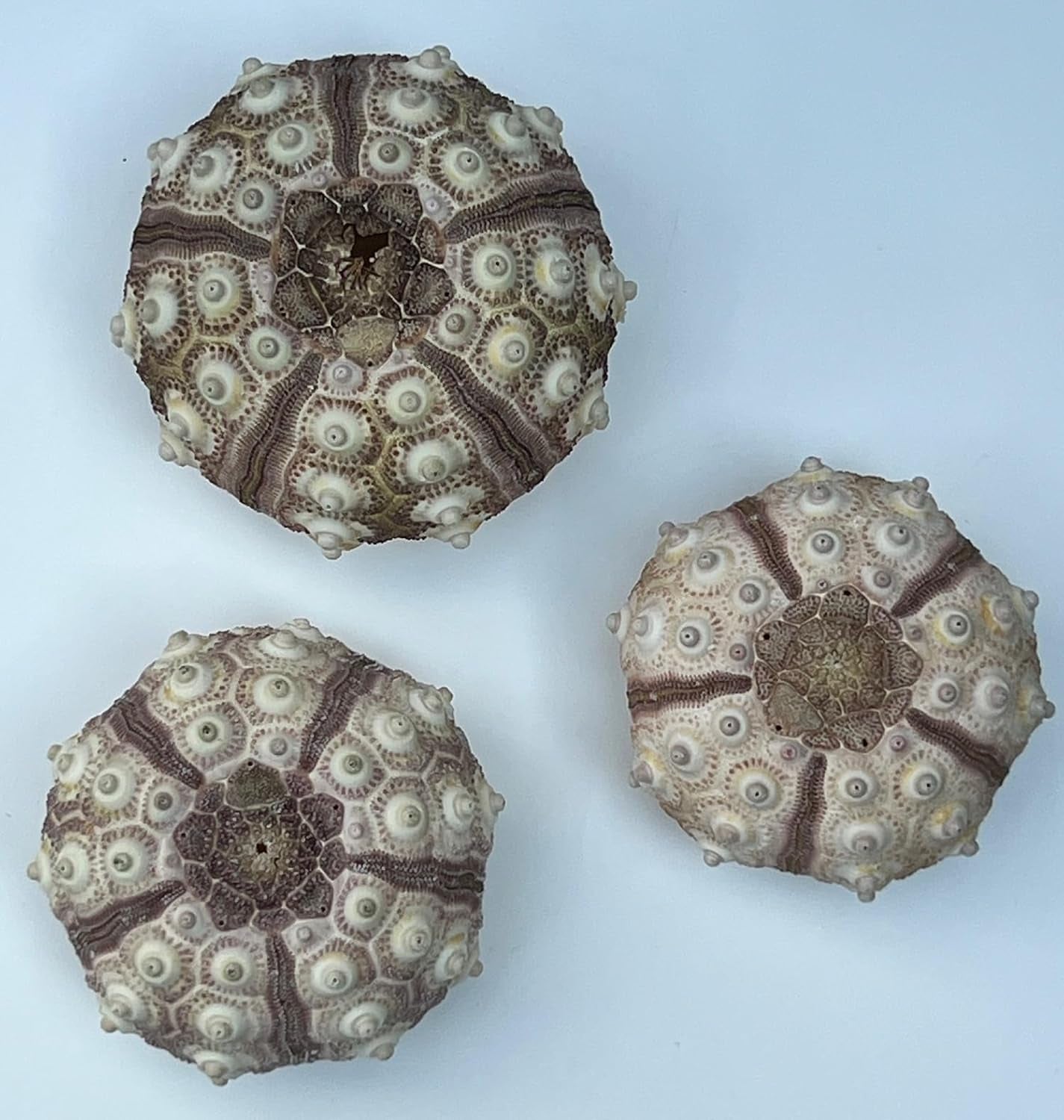 3 Quallen Mit Sputnik-Seeigel Und Verschiedenen Luftpflanzen.
