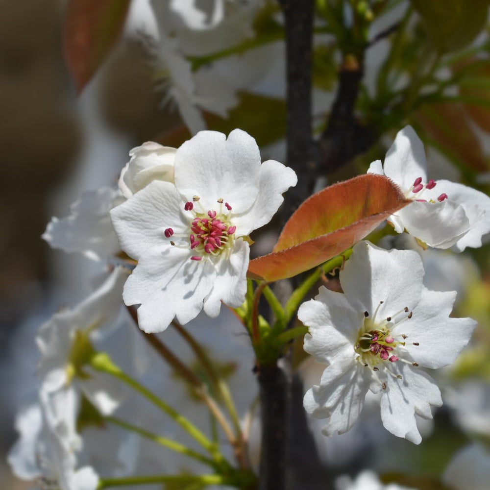 Nashi Shinseik - Obstpflanzen Antik Auf Blumentopf Einer Vase Von 26 - Baum Max 200 Cm – 4 Jahre Anbau Italien
