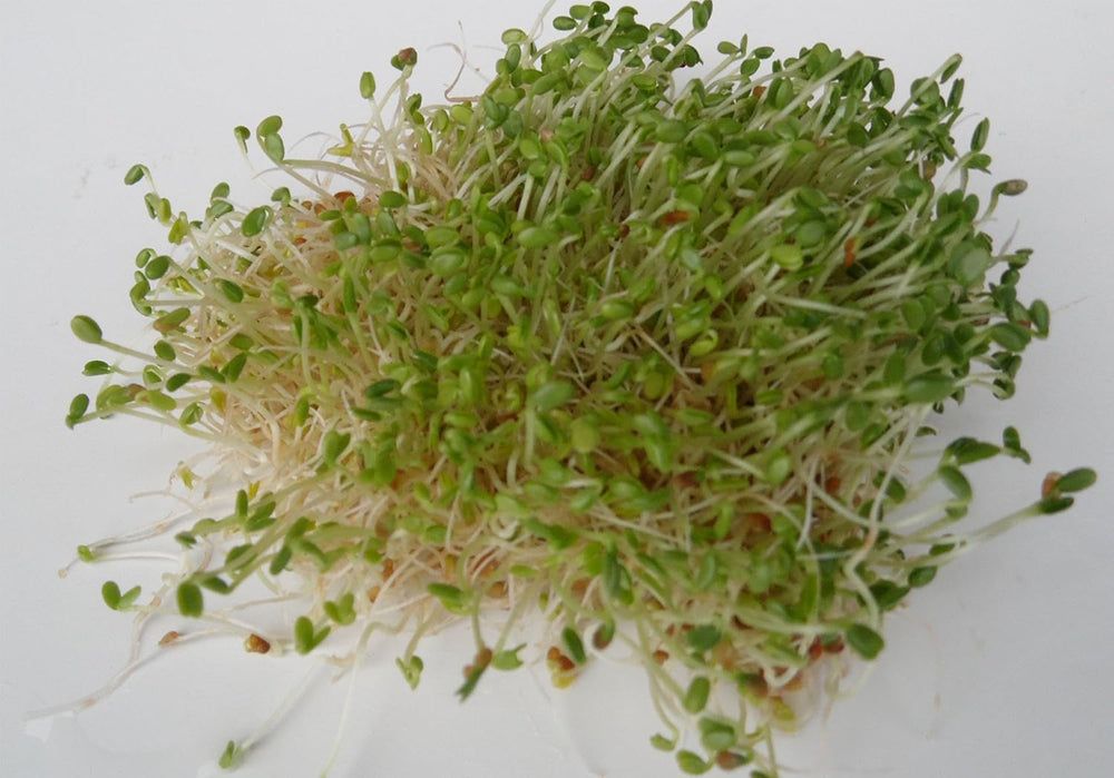 500 G BIO Keimsprossen Mischung -Vitamin Cocktail MIX- Keimsaat 5 X 100 G Samen Für Die Sprossenanzucht Rote Rüben, Mangold, Sonnenblumen, Alfalfa, Weizen Sprossen Microgreen Mikrogrün