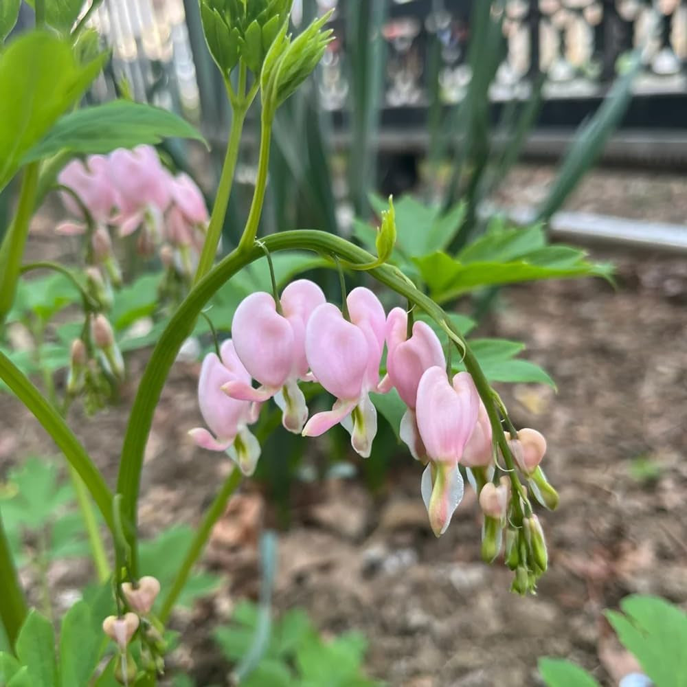 Tränendes Herz Staude Schnittblumen Dicentra Spectabilis Frühlingsblume, Wildblumensamen Gartendeko Für Draußen, Blumenteppich Zierblumen Blumendeko Topfpflanzen 100Samen