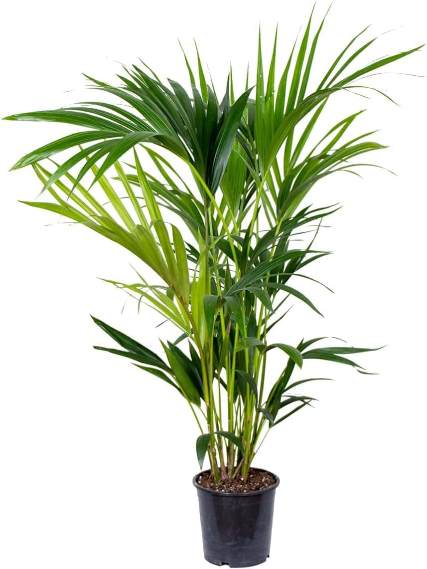 Bloomique - Howea Forsteriana - Kentia Palme - Zimmerpflanzen - Pflegeleicht - Haustierfreundlich - Höhe 90-100 Cm - Mit Rotan Korb 19 Cm