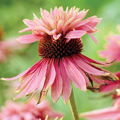 6 x Garten Scheinsonnenhut 'Doubledecker' - Echinacea Purpurea 'Doubledecker' Topf 9x9cm: Doppelte Blüten, einzigartige Optik, zieht Bienen an, ideal für Gärten.