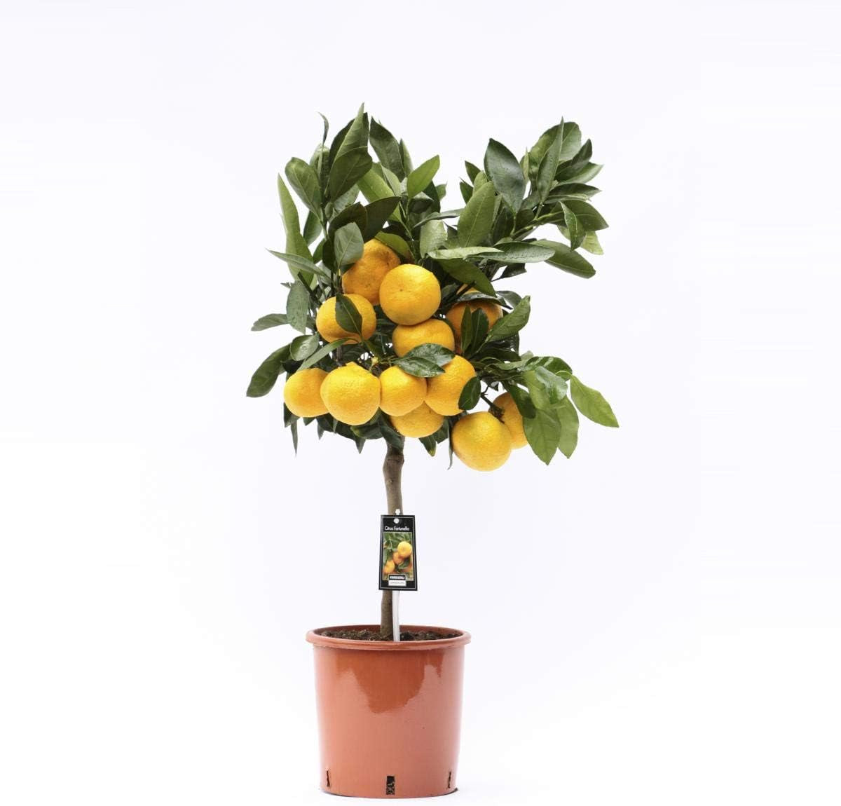 Satsuma-Mandarine Baum 70-100 Cm – Citrus Unshiu – Winterharte Zitruspflanze Mit Süßen, Kernlosen Früchten – Perfekt Für Garten, Balkon & Wintergarten