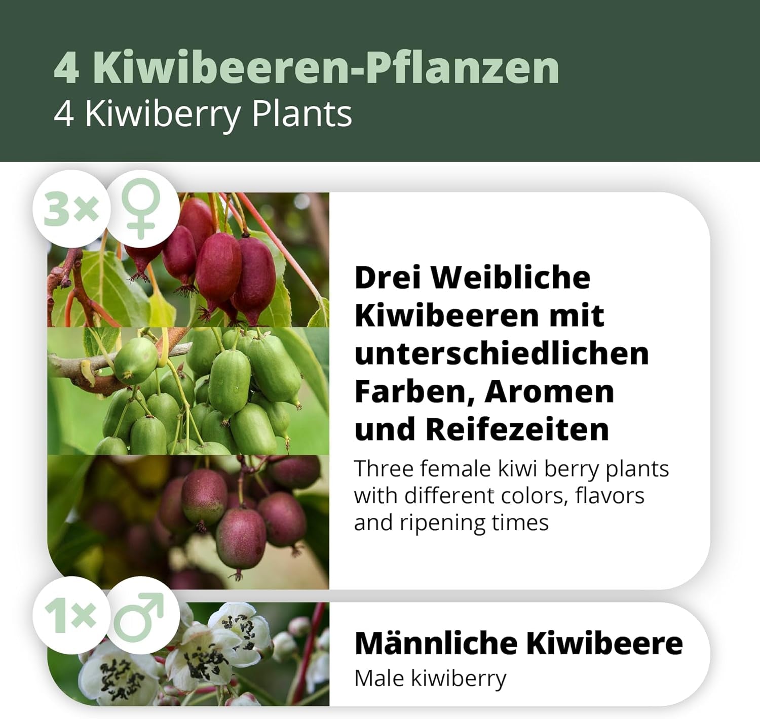 Kiwiri'S Kiwibeeren Quartett - 4 Kiwipflanzen (Actinidia Arguta) - Mini Kiwi - Sortengarantie Direkt Vom Züchter
