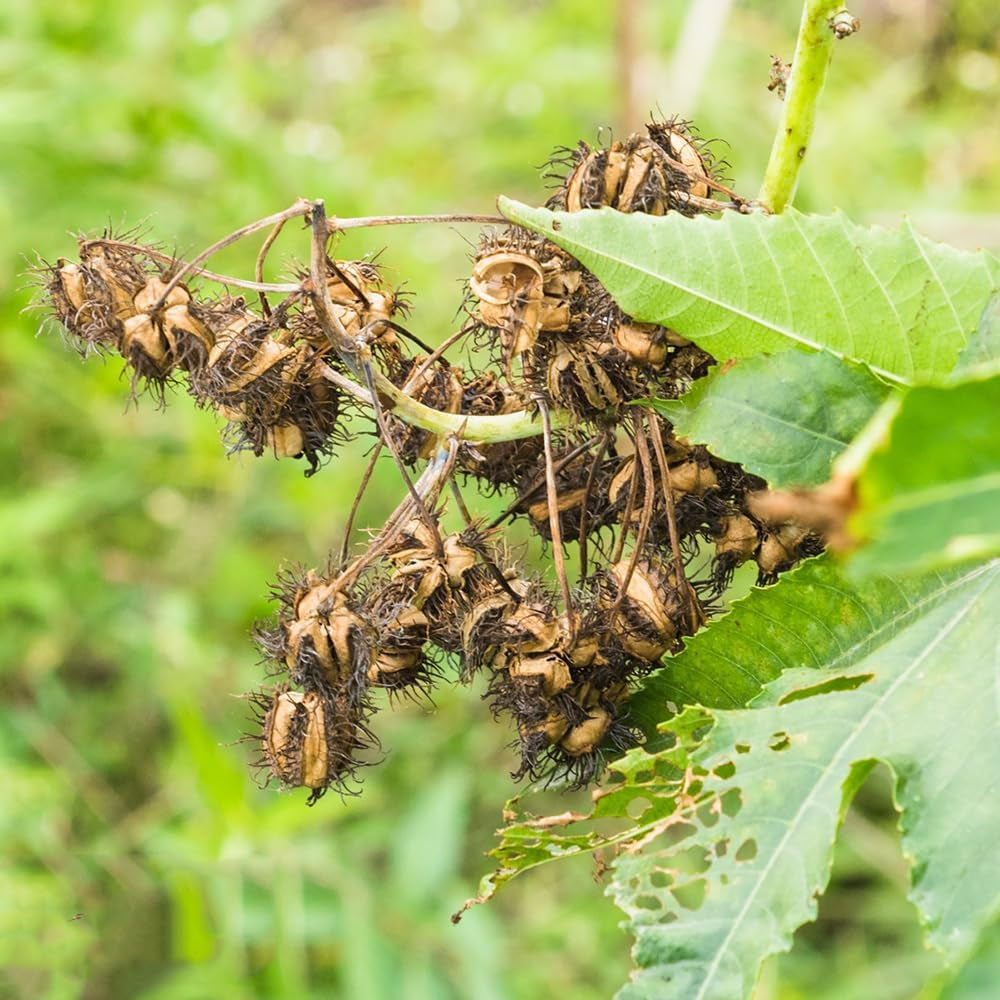 Rizinus, Seltene Alte Sorten Rizinussamen, Pflanzensamen, Wildkräuter Bio Kräuterpflanzen Garten Balkon 50Samen