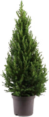 Bloomique - Picea Glauca December - Mini-Weihnachtsbaum - Zwergfichte - Weihnachtsdekoration - Für Drinnen Und Draußen - Winterhart - Immergrün - 80-100 Cm Hoch - Topf 26 Cm