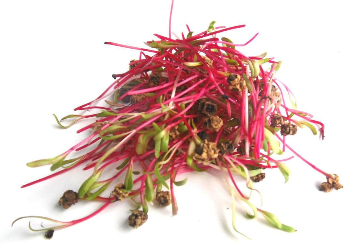 500 G BIO Keimsprossen Mischung -Vitamin Cocktail MIX- Keimsaat 5 X 100 G Samen Für Die Sprossenanzucht Rote Rüben, Mangold, Sonnenblumen, Alfalfa, Weizen Sprossen Microgreen Mikrogrün