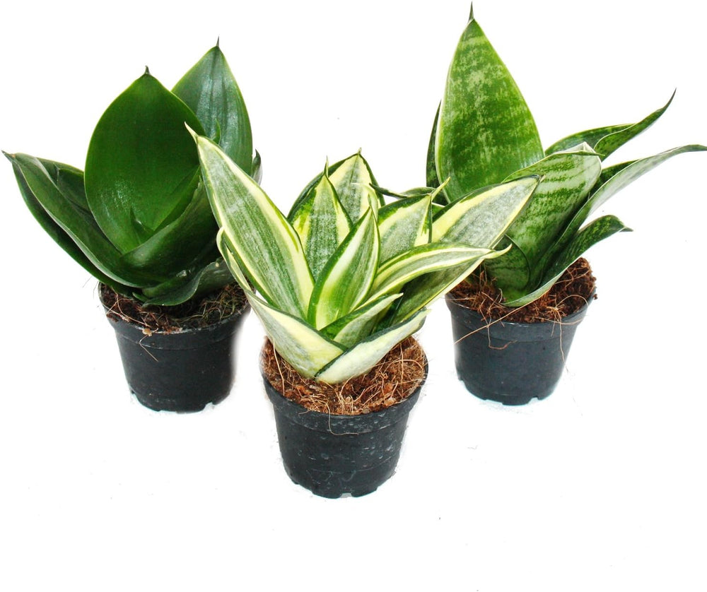 Exotenherz - Sansevieria Trifaciata Hahnii - 3 Versch. Pflanzen Im 5,5Cm Topf - Bogenhanf, Schwiegermutterzunge