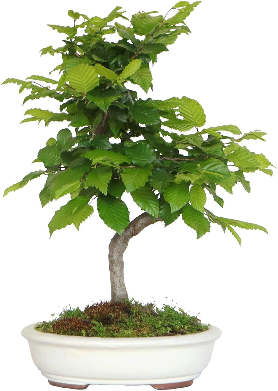 KENTIS - Hainbuche Bonsai - Carpinus Betulus - Echte Zierpflanzen Für Draußen - Garten Balkon Terrasse - H 45/55 Cm Ø 26 Cm