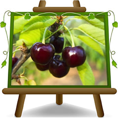 Sauerkirschbaum Visciola Di Germania from Germany – Alte Sorte, Obstpflanze Im Topf Ø 20 Cm — Höhe 150-170 Cm, Alter: 2 Jahre — Selbstfruchtend - Italienische Baumschule