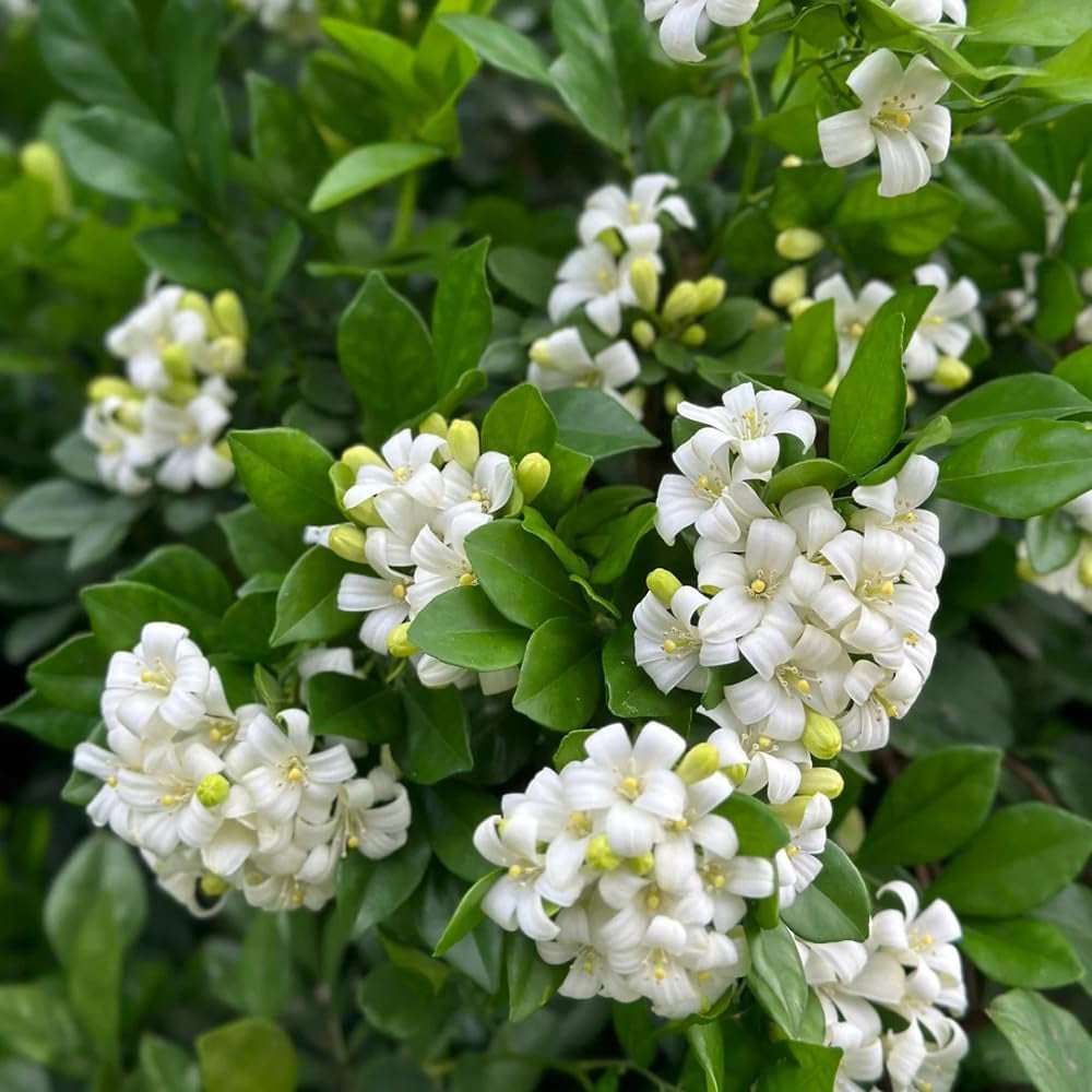 Murraya Exotica, Balkonpflanzen Kräutersamen, Stauden Winterhart Mehrjährig Bio Kräutergarten Geschenk Sträucher Garten Pflanzensamen 120Samen