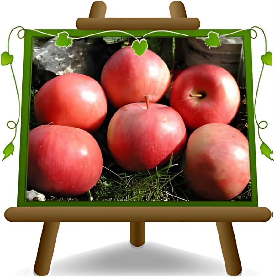 Apfelbaum Abbondanza Rossa – Antike Sorte, Topf Ø 20 Cm, Höhe 150–170 Cm, Alter: 2 Jahre – Italienische Baumschule