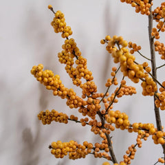 Stechpalme Winterharte Kübelpflanzen, Schnittblumen Stechpalme Minigarten, Winterhart Blühend Zimmerpflanzen 125Samen