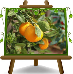 Zitrusorange – Washington Nabel Obstbäume Höhe: 60~80 Cm Vase: Durchmesser 22 Cm