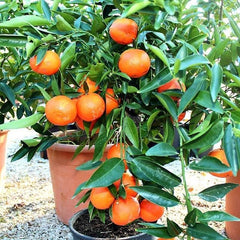 Zitrusfrüchte Süß Orange - Citrus Sinensis - Obstpflanze Höhe 80~90 Cm Topf 20 Cm