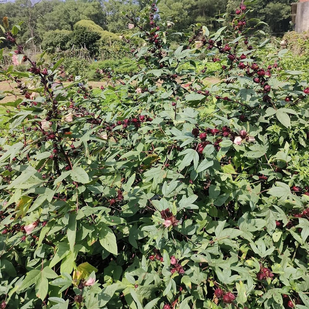Hibiscus Sabdariffa - Kräutersamen Gartenblumen Seltene Küchenkräuter Deko Kräuterpflanzen Bodendecker Gartenkräuter Steingartenpflanzen Wildblumen Heilkräuter Garten Geschenk Schnell 100Samen