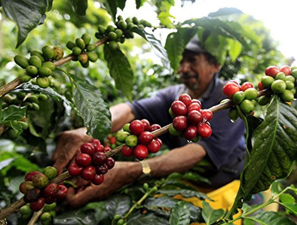 Boabe de cafea Arabica 100% naturale 1 kg – Cafea espresso prăjită intens, cu un amestec de origine columbiană și braziliană – Comerț echitabil.