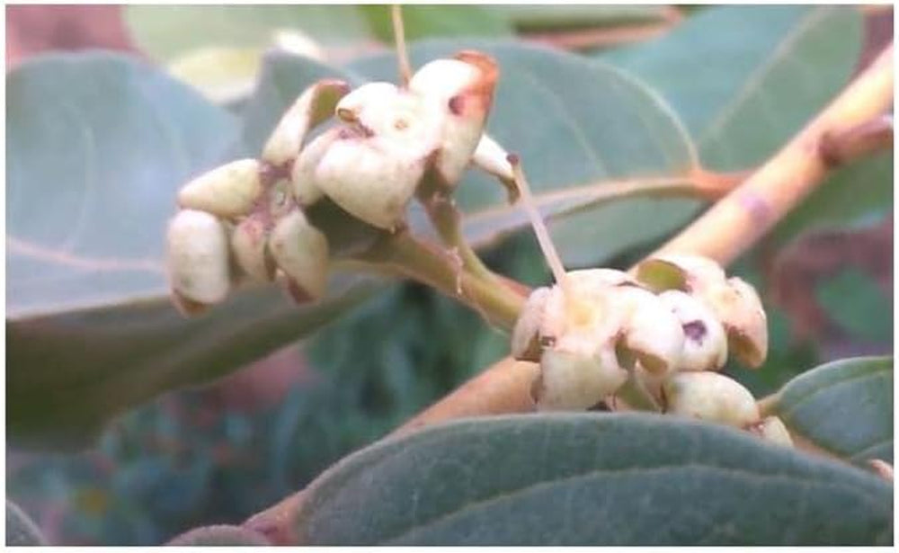 Stk - 10X Psidium Guineense Brasilianische Guave Garten Pflanzen - Samen ID1531 -
