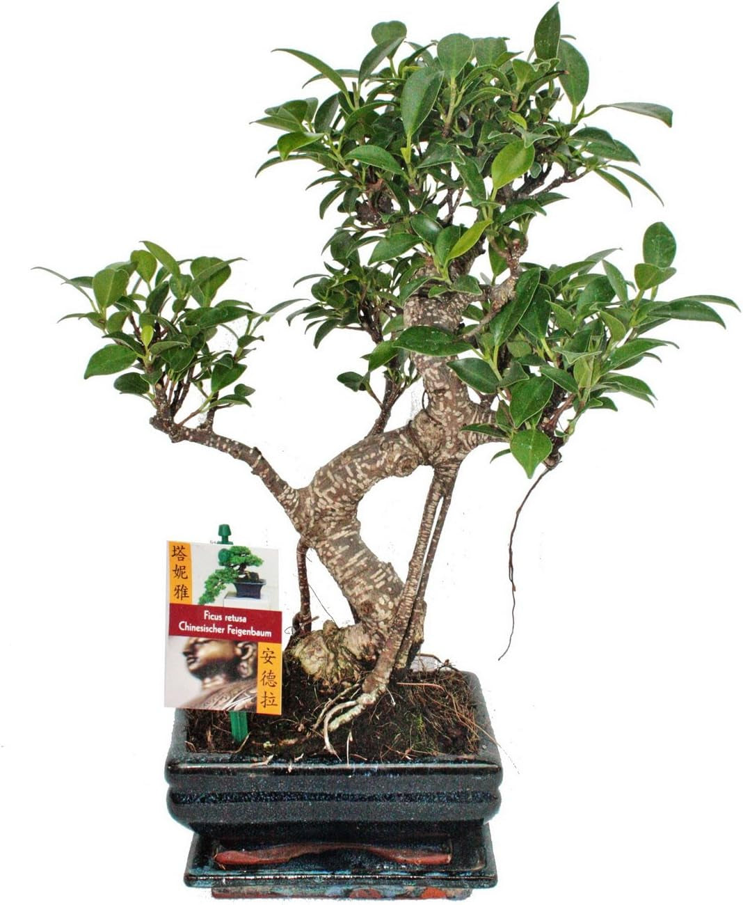 Exotenherz - Bonsai Chinesischer Feigenbaum - Ficus Retusa - Ca. 10 Jahre