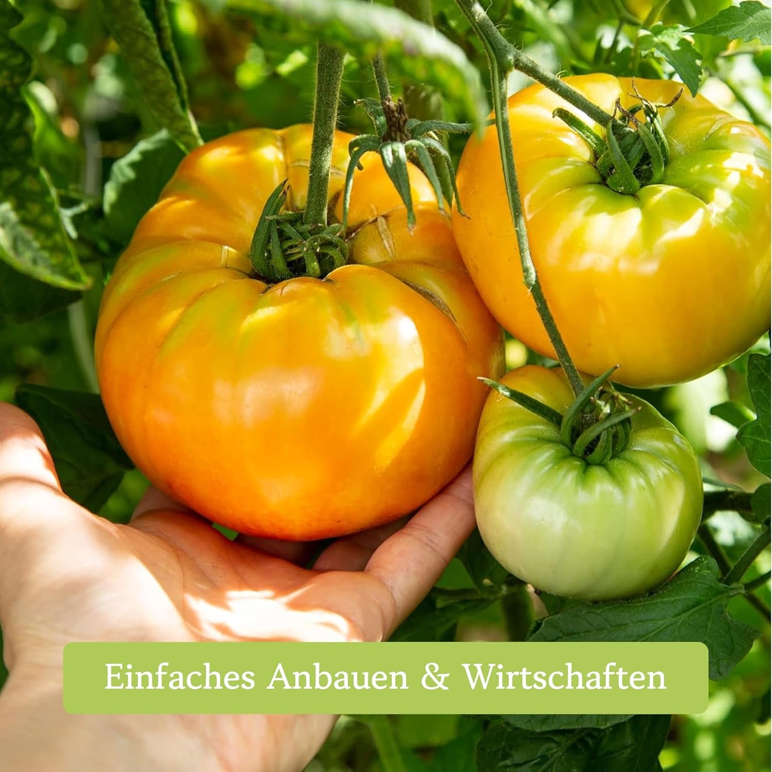 Tomaten Samen Set : 12 Sorten Tomatensamen Für Garten Und Balkon – Tomaten Anzuchtset – Tomatensamen Alte Sorten – Garten Geschenk Set – Alte Tomatensorten Owngrown